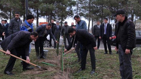 Neftçalada ağacəkmə aksiyası və ümumrayon iməciliyi