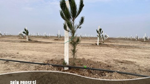Müşfiqabadda bir ayda 16 mindən çox ağac əkilib - FOTO