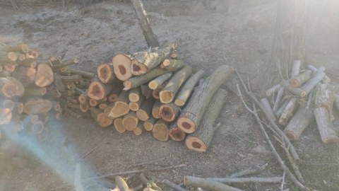 Ağacları qanunsuz kəsən şəxs cəzalandırıldı 