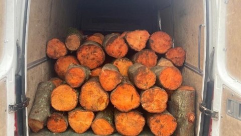 Qızılağac cinsli meşə materialını daşıyan şəxslər məsuliyyətə cəlb olundu