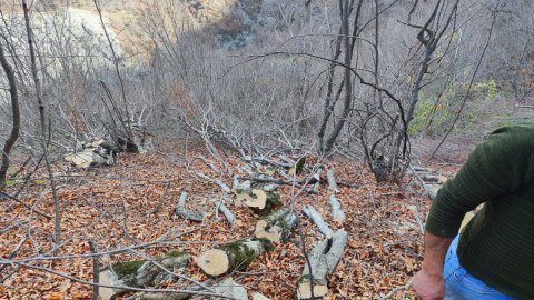 Meşədə ağacların kəsilməsi araşdırılır - FOTO