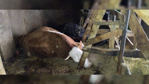 Qubada iribuynuzlu heyvanlar tələf olur - FOTO