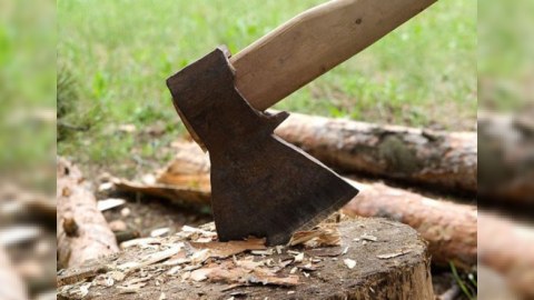 92 ağacın kəsilməsinə görə cinayət işləri başlanıb