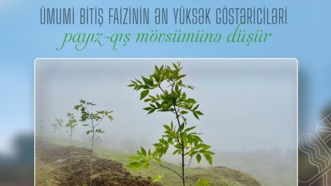 Ağacların bitiş faizi payız-qış aylarında yüksək olur