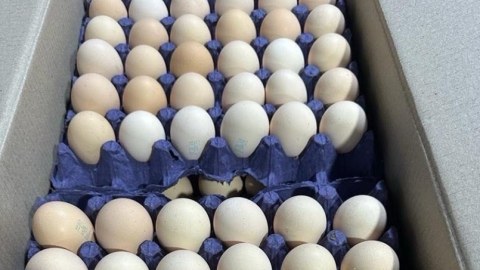 Azərbaycandan Rusiyaya 36 ton yumurta göndərilib