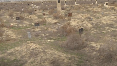 Bakıda dəhşət: heyvanlar məzarların üzərini açdı - VİDEO