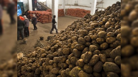 Belarus kosmik tədqiqatlara ayrılan vəsaiti kortofçuluğa xərcləyəcək