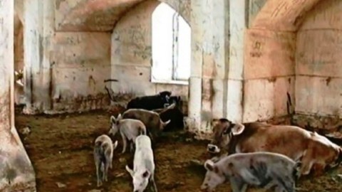 Məscidlərimizdə donuz saxlananda ABŞ buna reaksiya vermədi - Deputat