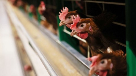 Macarıstanda quş qripi epidemiyası