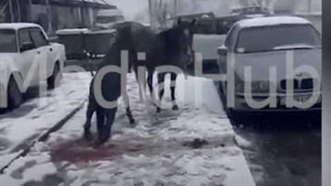 İrəvanda atı maşın vurdu - FOTO