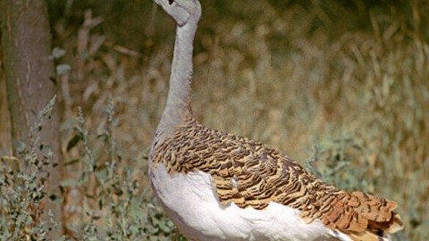 Dünyada ən böyük uçan quşun nəsli kəsilə bilər