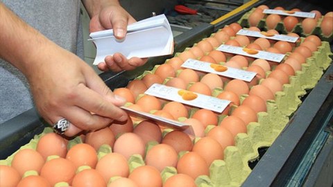 Türkiyədən Rusiyaya 1.5 milyon yumurta ixrac edilib