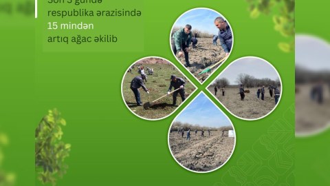Respublika ərazisində 3 gündə 15 mindən çox ağac əkilib