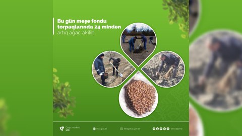 Bu gün 24 mindən artıq ağac əkilib
