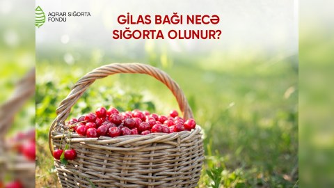 Gilas bağları necə sığorta olunur?