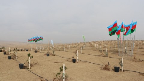 Müşfiqabadda növbəti ağacəkmə aksiyası keçirilib - FOTO