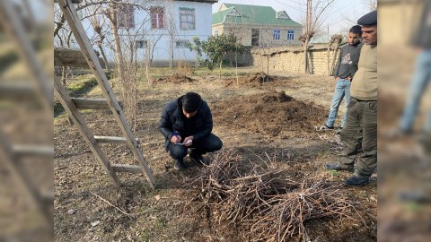 Yerli üzüm sortlarının qorunub saxlanılması  ilə bağlı ekspedisiyalar təşkil olunur