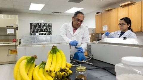 Alimlər plastiki əvəzləmək üçün banan qabığından istifadə etdilər