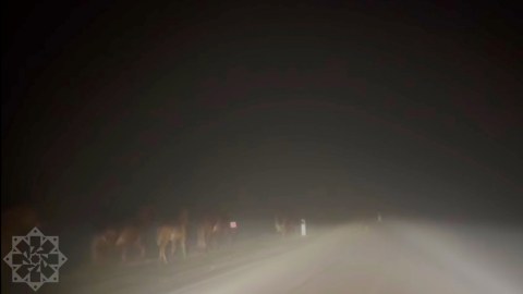 Şuşa-Laçın yolunda maraqlı anlar - FOTO