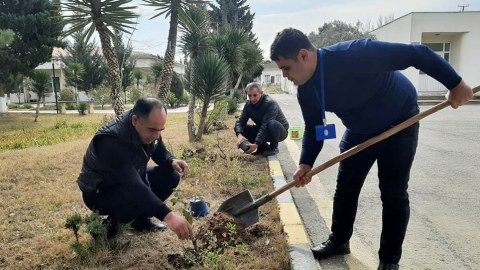 Orduda keçirilən ağacəkmə aksiyaları davam edir - FOTO