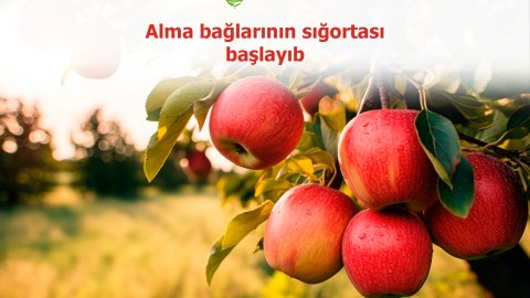 Azərbaycanda alma bağlarının sığortası dövrü başlayıb