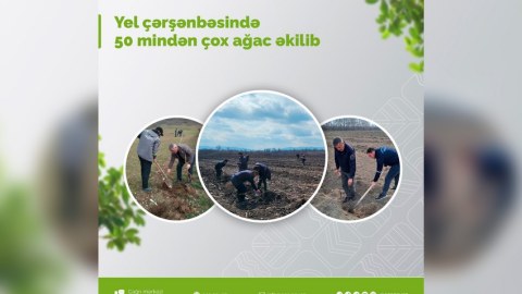 Yel çərşənbəsində 50 mindən çox ağac əkilib