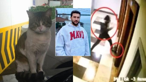 Pişiyi təpikləyib öldürən şəxs yenidən MƏHKƏMƏ QARŞISINDA