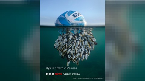 Britaniyanın Vəhşi Təbiət Fotoqrafiya Müsabiqəsinin qalibləri - FOTOLAR