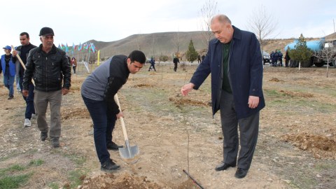 Naxçıvanda bir gündə 100 min ağac əkilib - FOTO