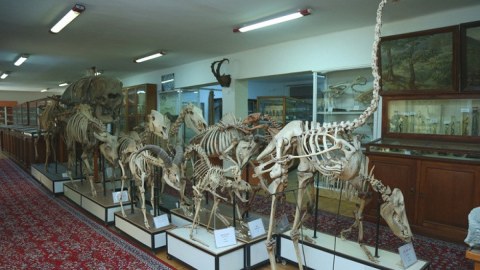 Təbiət Tarixi Muzeyi Elm və Təhsil Nazirliyinin tabeliyinə verildi