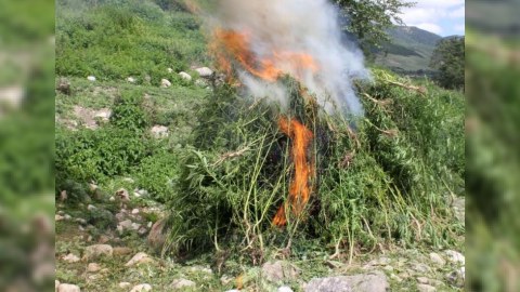 Məhkəmə qərarları ilə müsadirə olunan narkotik vasitələr məhv edildi
