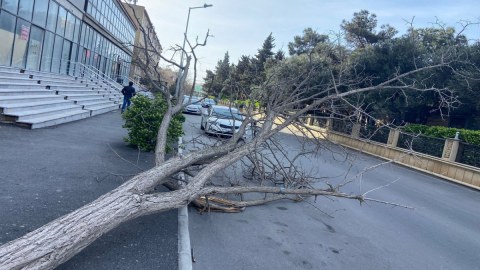 Güclü külək Bakıda 20 ağacı sındırıb - FOTO