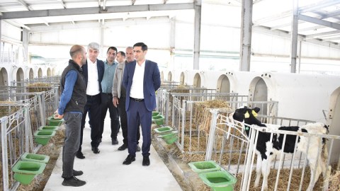 Sərdar Hacıyev Qəbələdə vətəndaşları qəbul edib, təsərrüfatlara baş çəkib