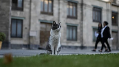19 pişik "əsas vəsaitlər" kimi sarayın inventarına salındı - Ömürlük yemək, qulluq...