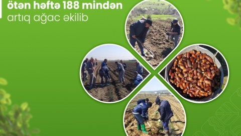 Ötən həftə 188 mindən artıq ağac əkilib