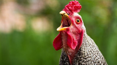 Fransada xoruz banlaması, inək böyürməsi ilə bağlı şikayətlərə son qoyuldu
