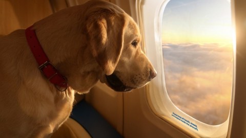 ABŞ-da itlər üçün aviareyslər açılacaq