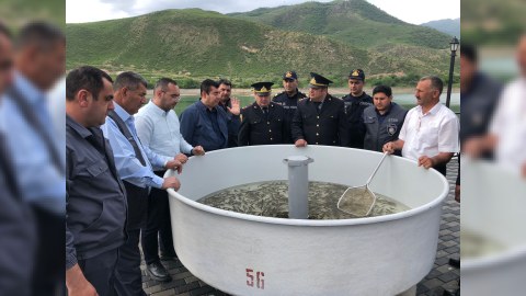 Suqovuşan su anbarına balıq körpələri buraxıldı - FOTO