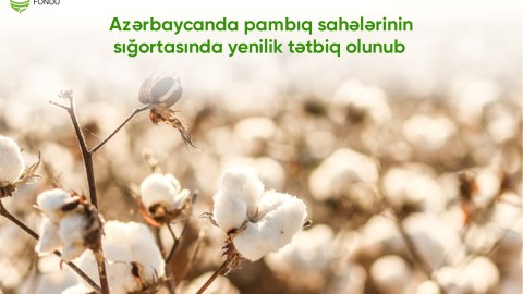 Pambıq sahələrinin sığortasında YENİLİK