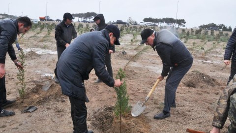 Pirallahıda Ulu Öndərin doğum gününə həsr olunmuş ağacəkmə aksiyası - FOTOLAR