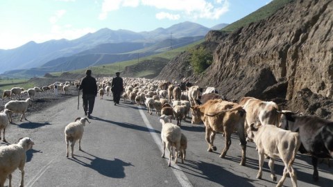 Sabirabadda mal-qara oğruları həbs edildi