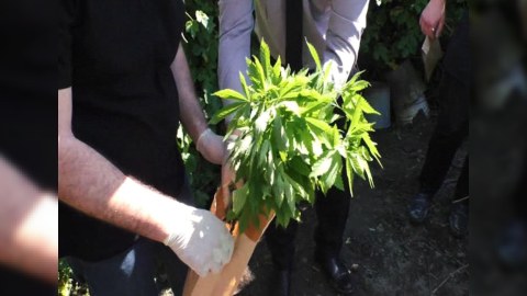 Meşədə çətənə kolu yetişdirən şəxs saxlanıldı - FOTO