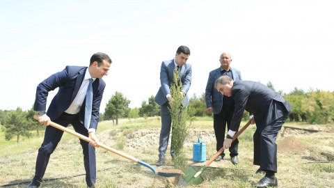 Baş prokurorluğun rəhbər şəxsləri Gəncədə ağacəkmə aksiyasında - FOTO