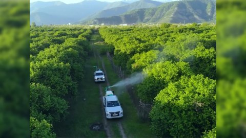 Bölgələrdə qəhvəyi mərmər bağacığına qarşı monitorinqlər davam etdirilir