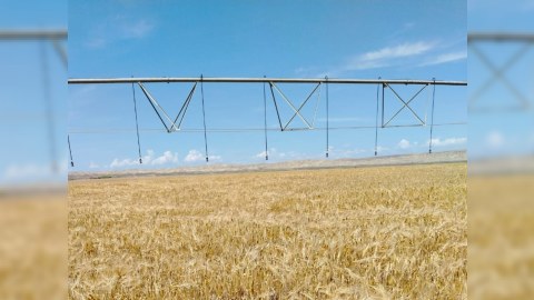 Toxumluq taxıl sahələrinin aprobasiyasına başlanılıb - FOTO