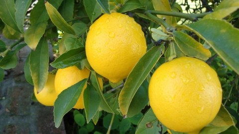Limon bağına dəyən zərərlə bağlı yekun qiymətləndirmə aparılıb