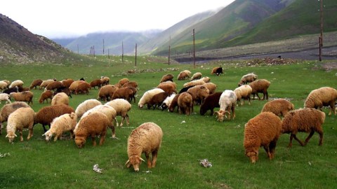 Xırdabuynuzlu heyvanları oğurlayan şəxs saxlanıldı