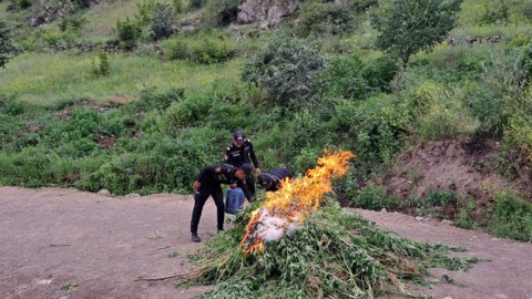 Laçında 1 tona yaxın çətənə bitkisi məhv edildi