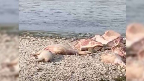Afrika taununa yoluxmuş donuz cəmdəkləri AŞKARLANDI