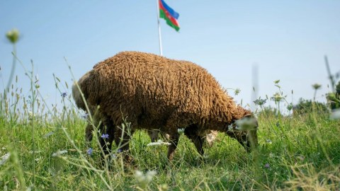 QMİ Qurban Bayramı ilə bağlı FƏTVA VERDİ